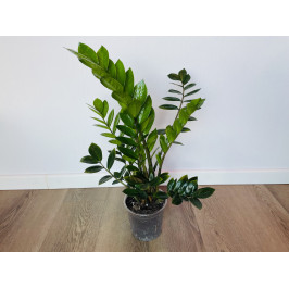 Замиокулькас Замиелистный (Zamioculcas zamiifolia)