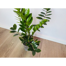 Замиокулькас Замиелистный (Zamioculcas zamiifolia)