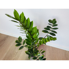 Замиокулькас Замиелистный (Zamioculcas zamiifolia)