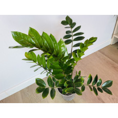 Замиокулькас Замиелистный (Zamioculcas zamiifolia)