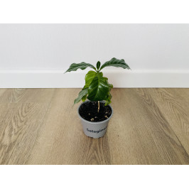 Кофейное дерево (Coffea arabica)