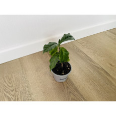 Кофейное дерево (Coffea arabica)
