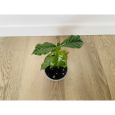 Кофейное дерево (Coffea arabica)