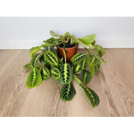 Маранта Лемон Лайм (Maranta)