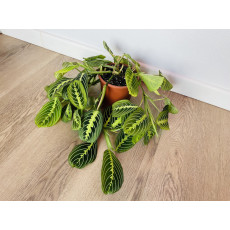 Маранта Лемон Лайм (Maranta)