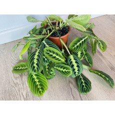 Маранта Лемон Лайм (Maranta)