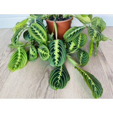Маранта Лемон Лайм (Maranta)