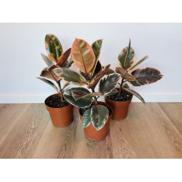 Фикус Белиз (Ficus Belize)