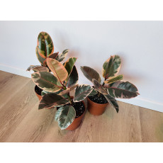 Фикус Белиз (Ficus Belize)