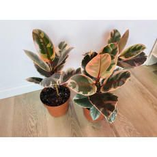 Фикус Белиз (Ficus Belize)