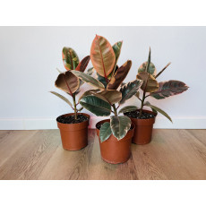 Фикус Белиз (Ficus Belize)