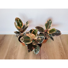Фикус Белиз (Ficus Belize)