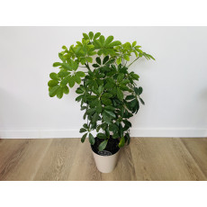 Шеффлера Нора (Schefflera Nora)