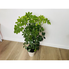 Шеффлера Нора (Schefflera Nora)