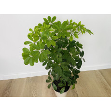 Шеффлера Нора (Schefflera Nora)
