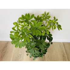 Шеффлера Нора (Schefflera Nora)