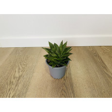Хавортия (Haworthia)