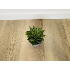 Хавортия (Haworthia)