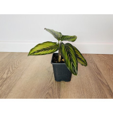 Калатея Принцепс (Calathea Princeps)