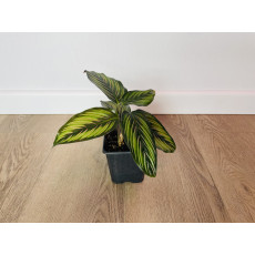 Калатея Принцепс (Calathea Princeps)