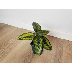 Калатея Принцепс (Calathea Princeps)