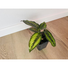 Калатея Принцепс (Calathea Princeps)