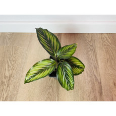 Калатея Принцепс (Calathea Princeps)