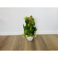 Эпипремнум Золотистый (Epipremnum Aureum)