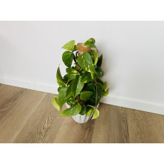 Эпипремнум Золотистый (Epipremnum Aureum)