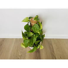 Эпипремнум Золотистый (Epipremnum Aureum)