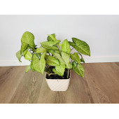 Сингониум Ушковатый (Syngonium auritum)