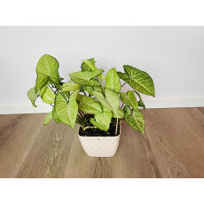 Сингониум Ушковатый (Syngonium auritum)