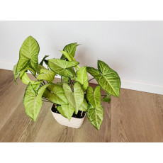 Сингониум Ушковатый (Syngonium auritum)