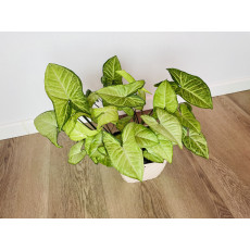 Сингониум Ушковатый (Syngonium auritum)