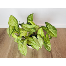 Сингониум Ушковатый (Syngonium auritum)