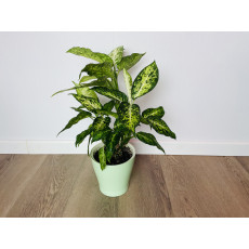 Диффенбахия Эми (Dieffenbachia 'Amy') 50