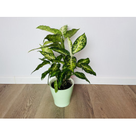 Диффенбахия Эми (Dieffenbachia 'Amy') 50