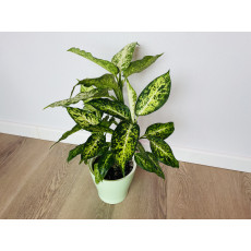 Диффенбахия Эми (Dieffenbachia 'Amy') 50