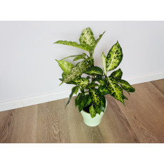 Диффенбахия Эми (Dieffenbachia 'Amy') 50