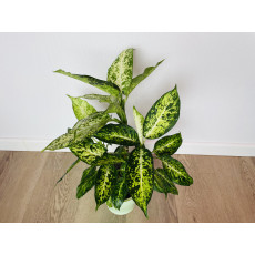 Диффенбахия Эми (Dieffenbachia 'Amy') 50