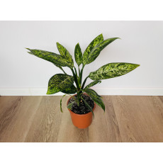 Диффенбахия Везувий (Dieffenbachia 'Vesuvius') 50