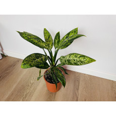 Диффенбахия Везувий (Dieffenbachia 'Vesuvius') 50