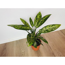 Диффенбахия Везувий (Dieffenbachia 'Vesuvius') 50