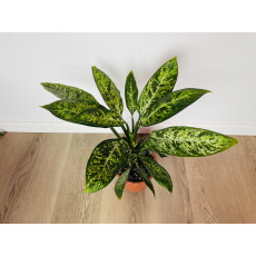 Диффенбахия Везувий (Dieffenbachia 'Vesuvius') 50