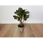 Кротон Петра (Codiaeum variegatum 'Petra') 10/50
