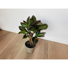 Кротон Петра (Codiaeum variegatum 'Petra') 10/50