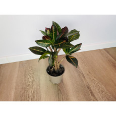 Кротон Петра (Codiaeum variegatum 'Petra') 10/50