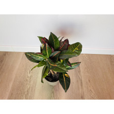 Кротон Петра (Codiaeum variegatum 'Petra') 10/50