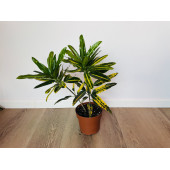 Кротон Санни Стар (Codiaeum Sunny Star) 12/30