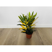 Кротон Санни Стар (Codiaeum Sunny Star) 12/30
